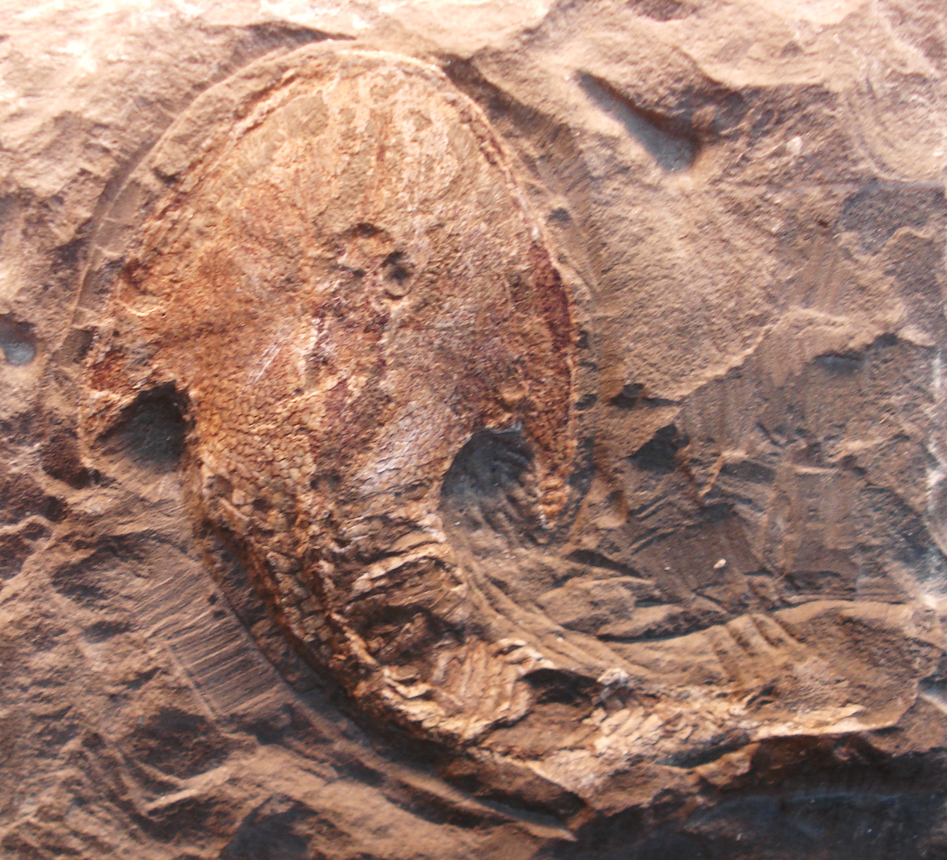 Pez fósil - Wikipedia, la enciclopedia libre