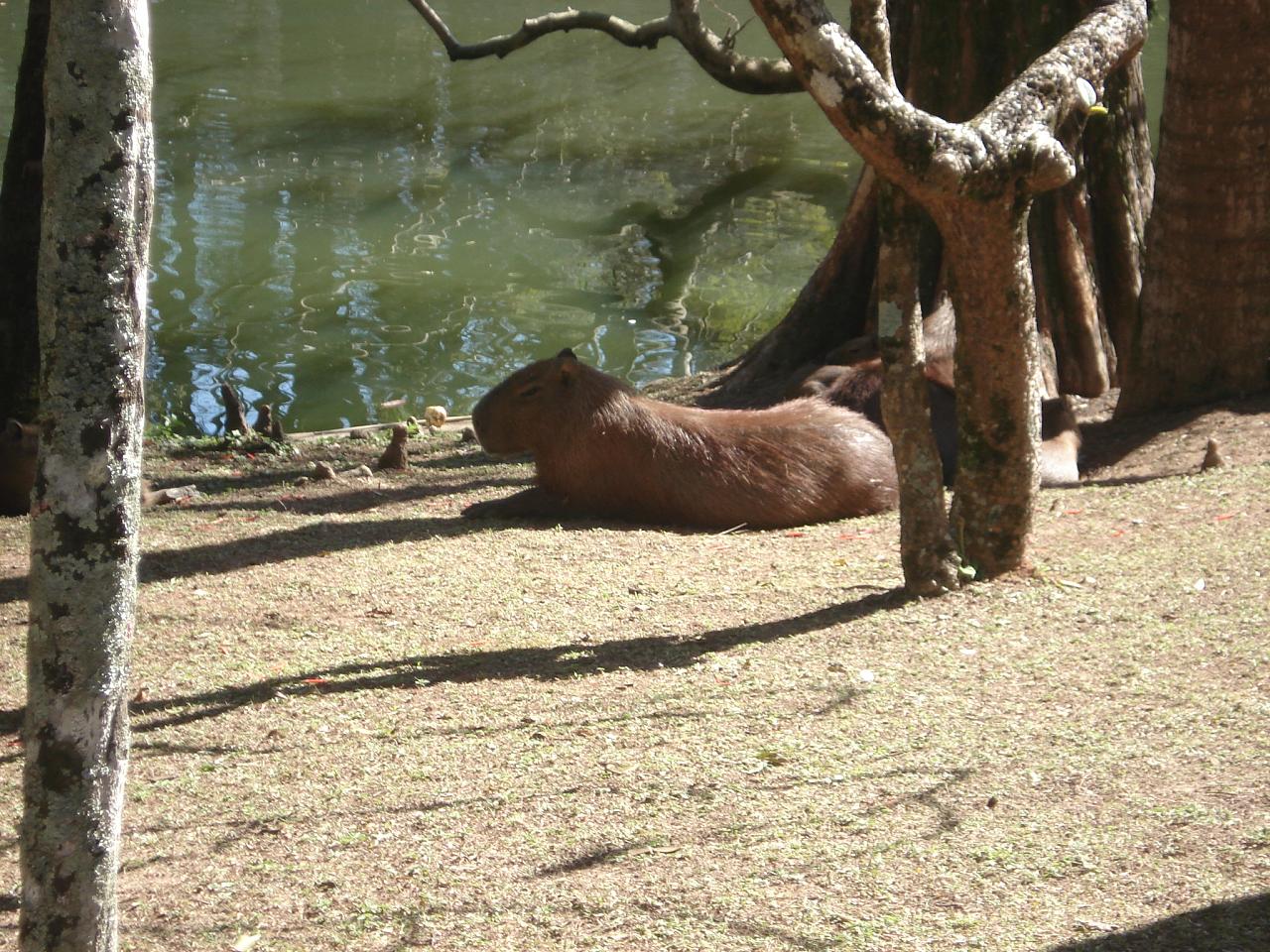 Capybara rock rust фото 115