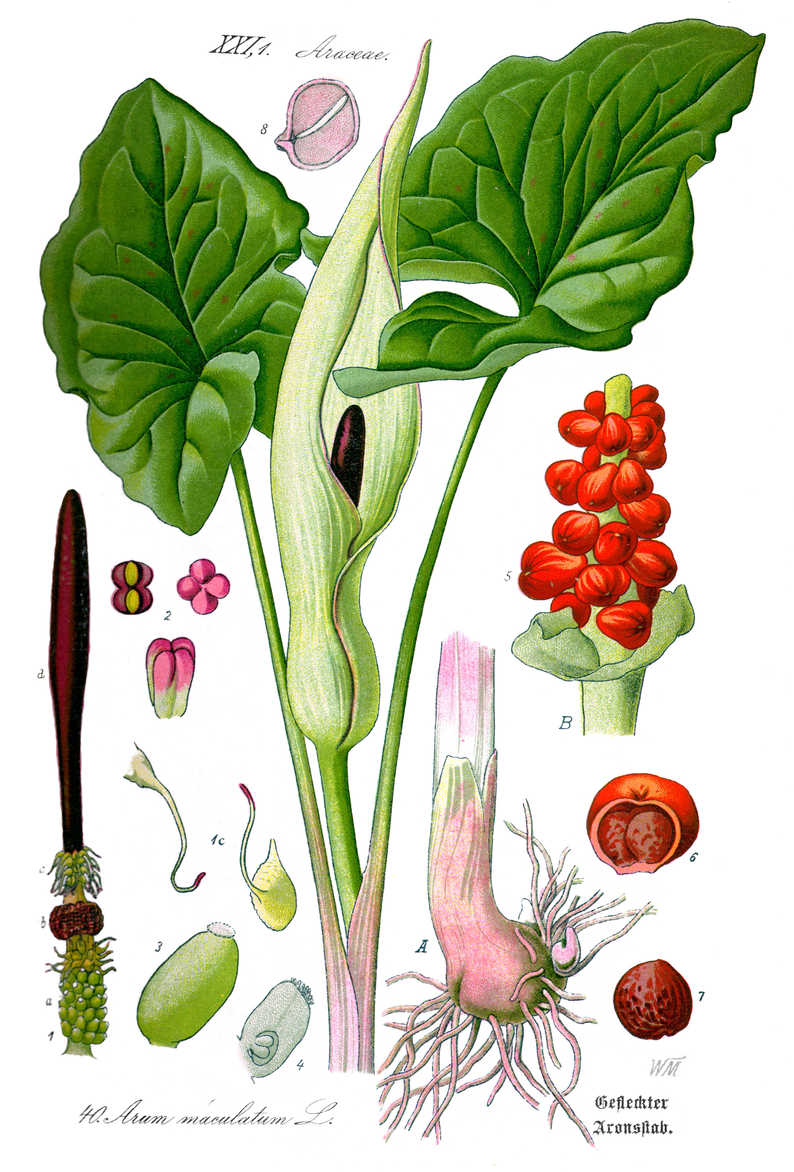 Arum maculatum — Wikipédia