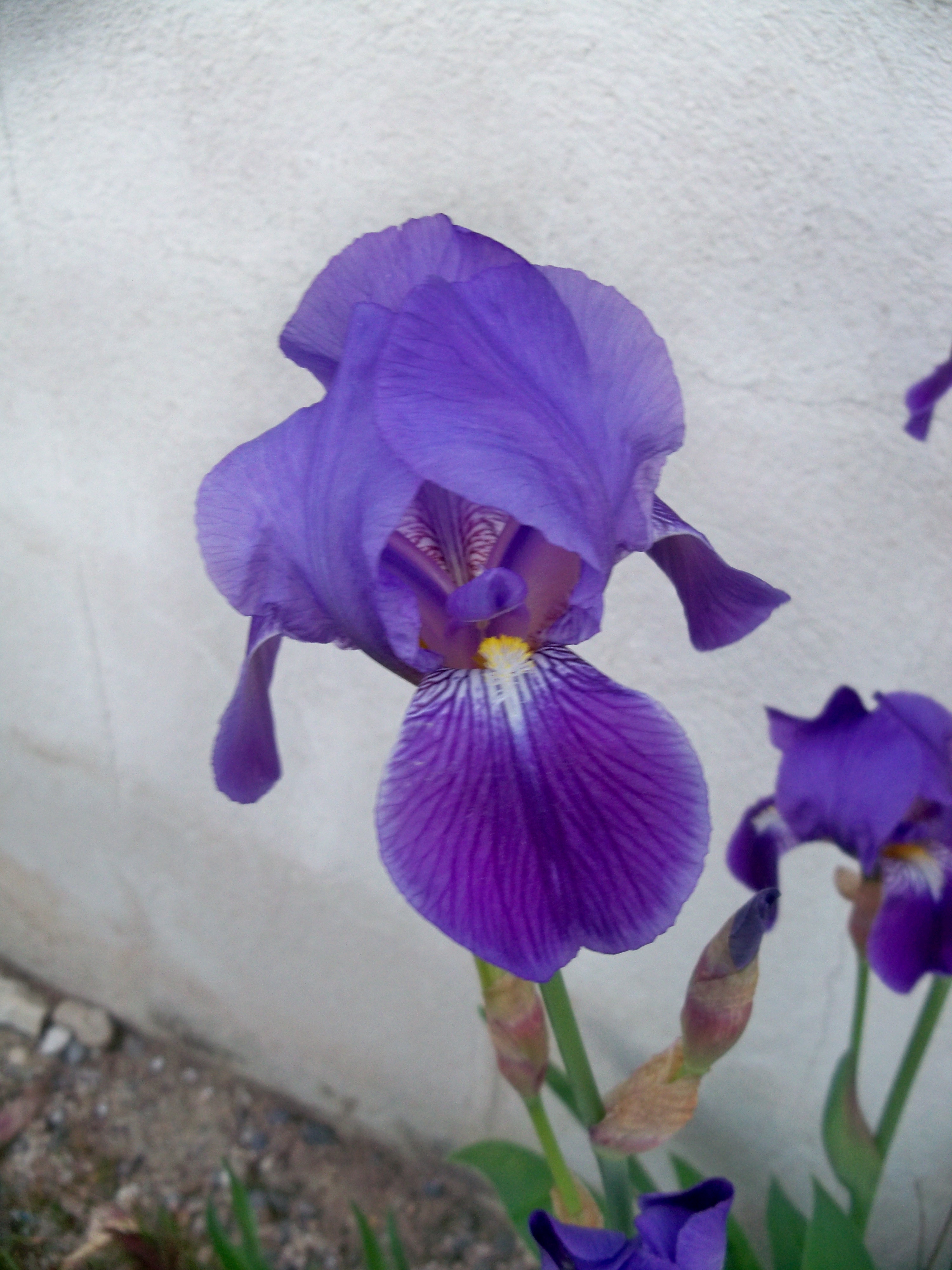 File:Iris mauve 1.jpg - Wikimedia Commons