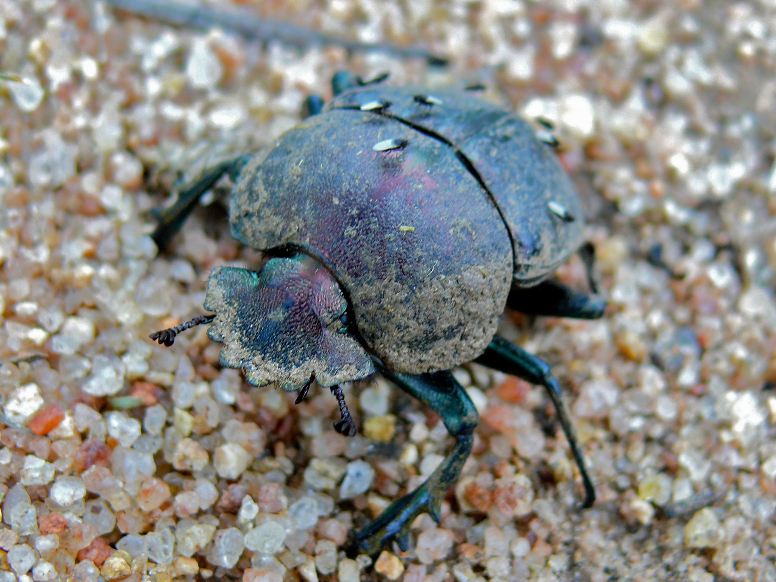 Large Copper Dung Beetle (Kheper nigroaeneus) (8387353744).jpg