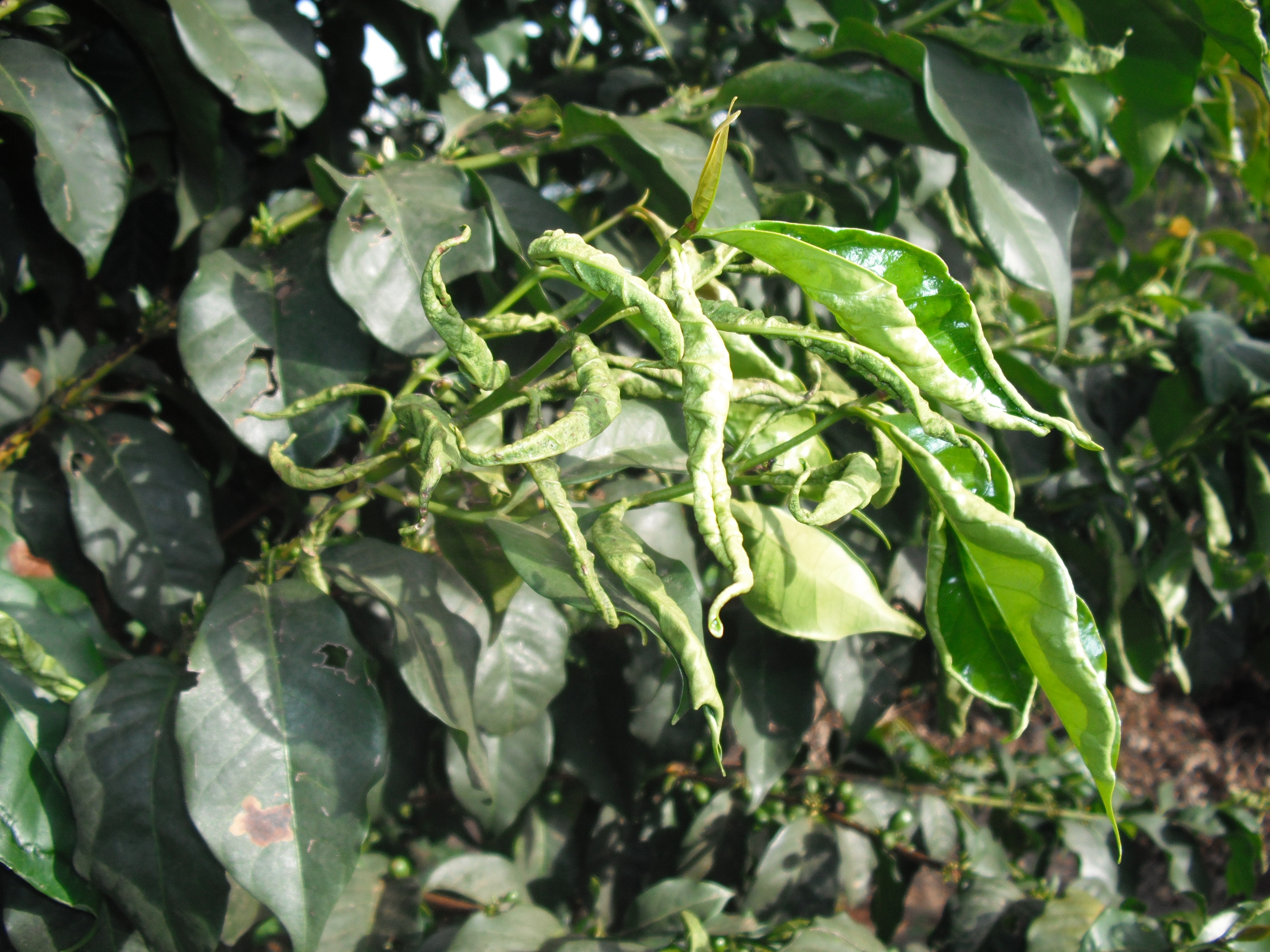 File:Leaf curling in coffee caused by hoplandothrips.JPG - Wikimedia Commons