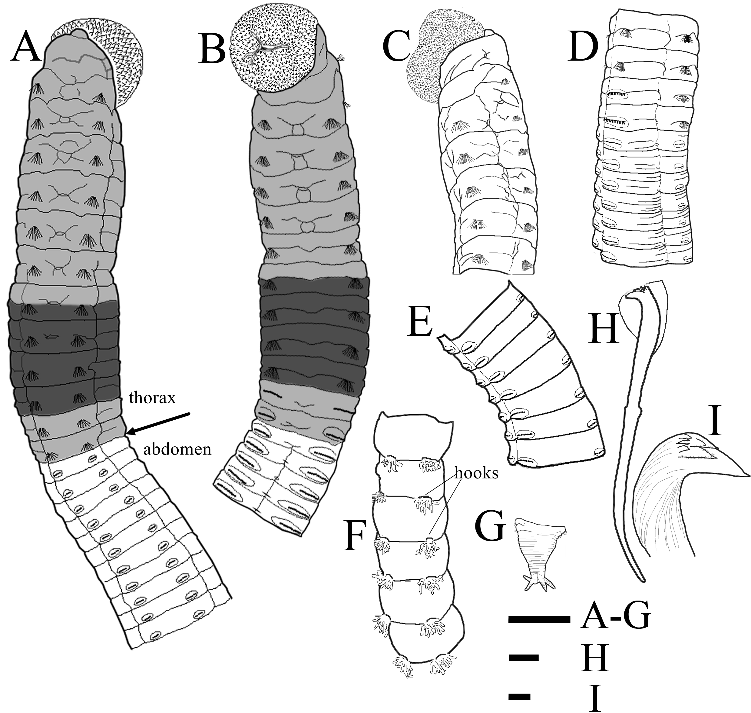 Lin et al. Thorax грудная клетка рисунок для детей на прозрачном фоне.