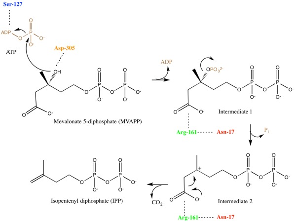 Proposed mechanism for human mevalonate diphosphate decarboxylase. Amino acid residues colored to correspond to crystal structure image of active site residues. ATP is brown to show phosphoryl transfer. Mechanism for Mevalonate Diphosphate Decarboxylase.jpg