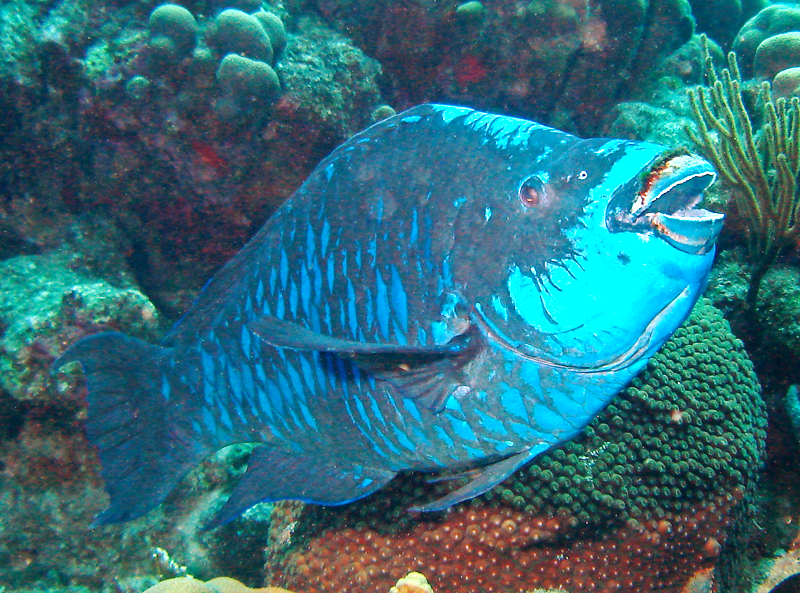 blue parrot fish