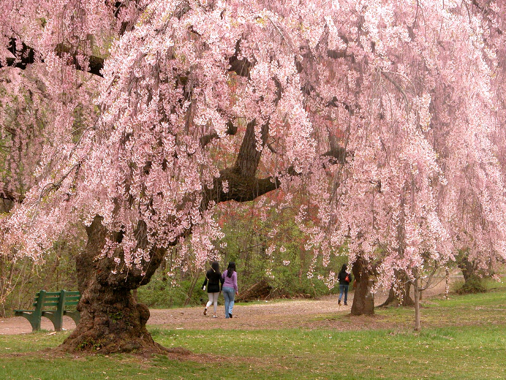 Cherry blossoms in Newark, New Jersey Image: Cjbv/ Wikimedia 