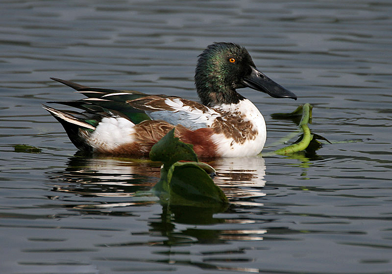 File:Northern Shoveller (Male) I IMG 0956.jpg