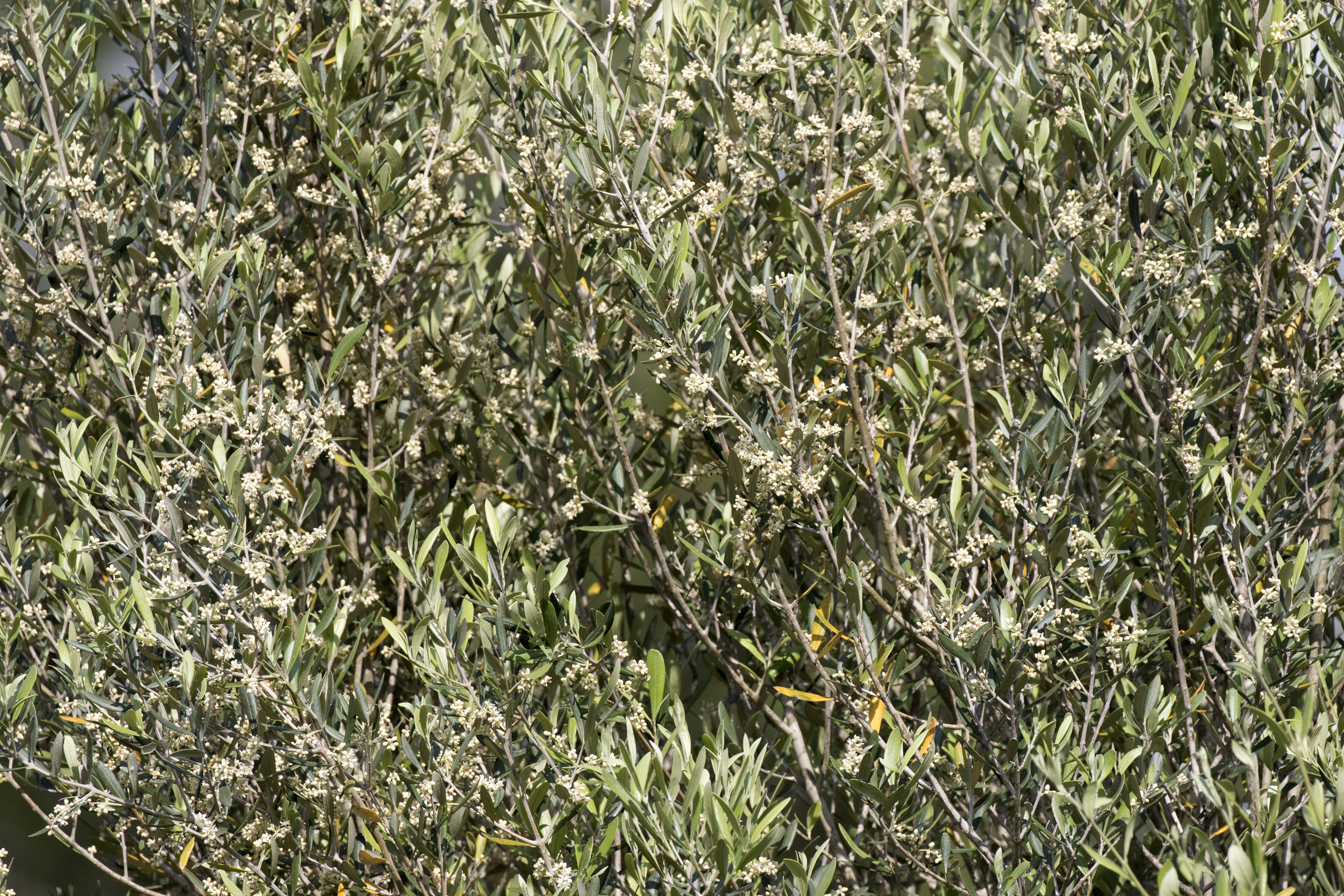 Wild Olive 30 Fresh Seeds Olea oleaster