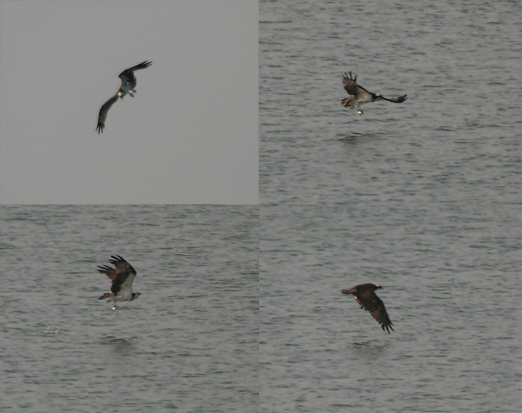 File:Osprey (Pandion haliaetus) near Kawal WS, AP W.jpg