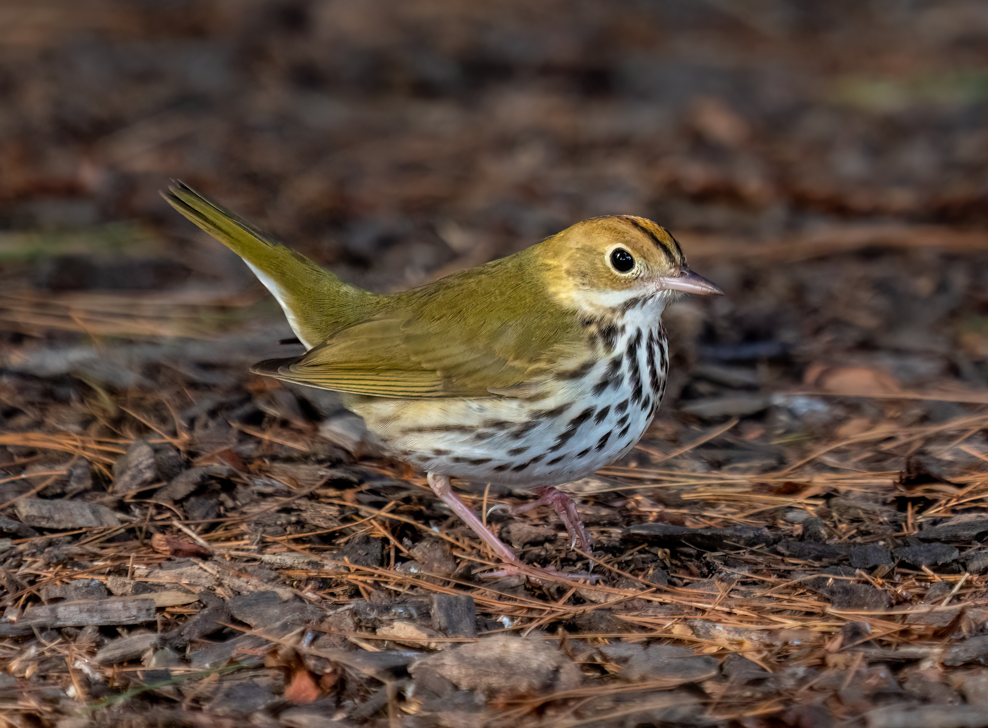 Ovenbird - Wikipedia