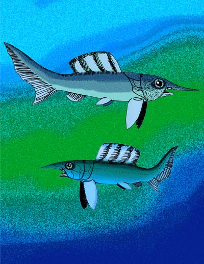 File:Oxyosteus.jpg