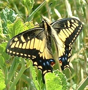 File:Papilio zelicaon.jpg