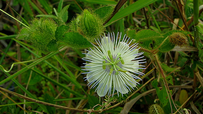 File:Passiflora foetida L. - Flickr - Alex Popovkin, Bahia, Brazil (19).jpg