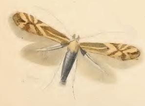 <i>Phyllonorycter salictella</i> Species of moth