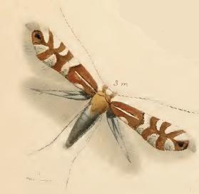 <i>Phyllonorycter ulmifoliella</i> Species of moth