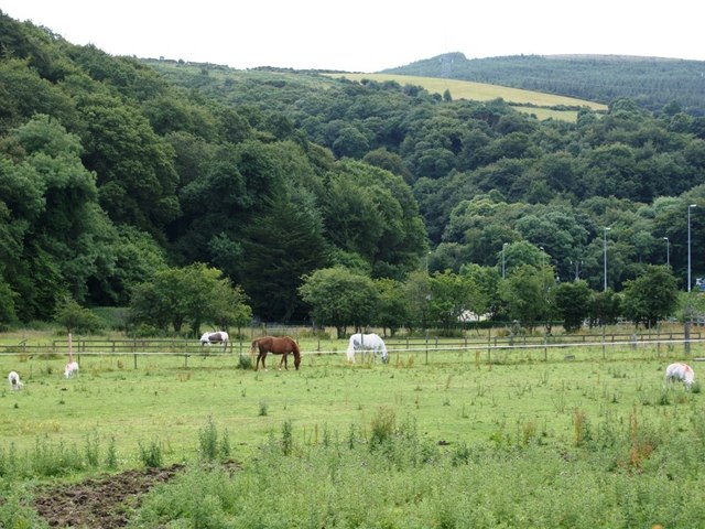 Pony paddocks beside the N11 - geograph.org.uk - 1401296