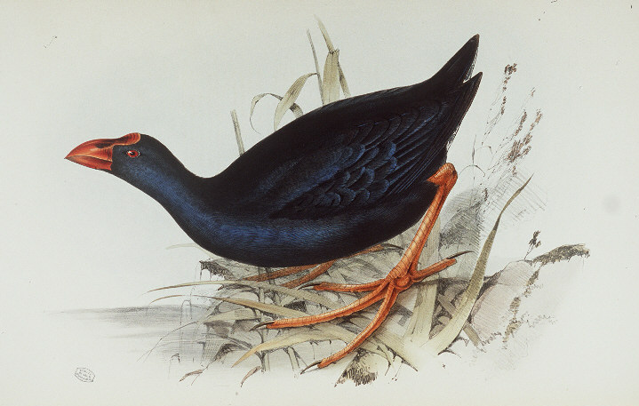 File:Porphyro porphyrio.jpg