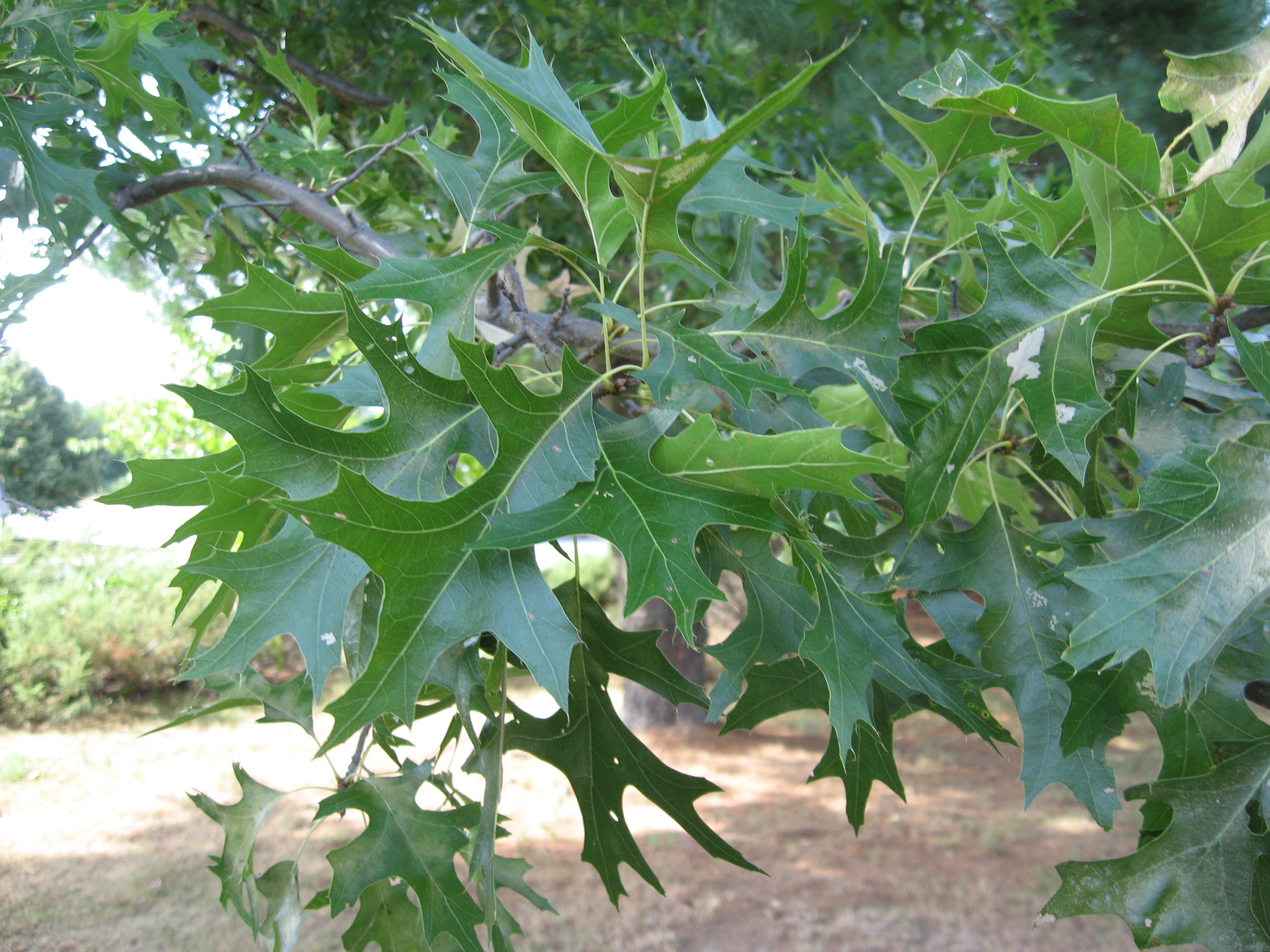 Дуб болотный Quercus palustris