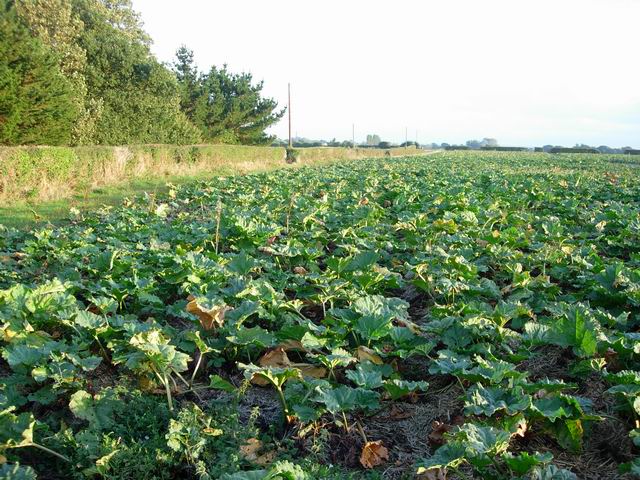 File:Rhubarb - geograph.org.uk - 230633.jpg