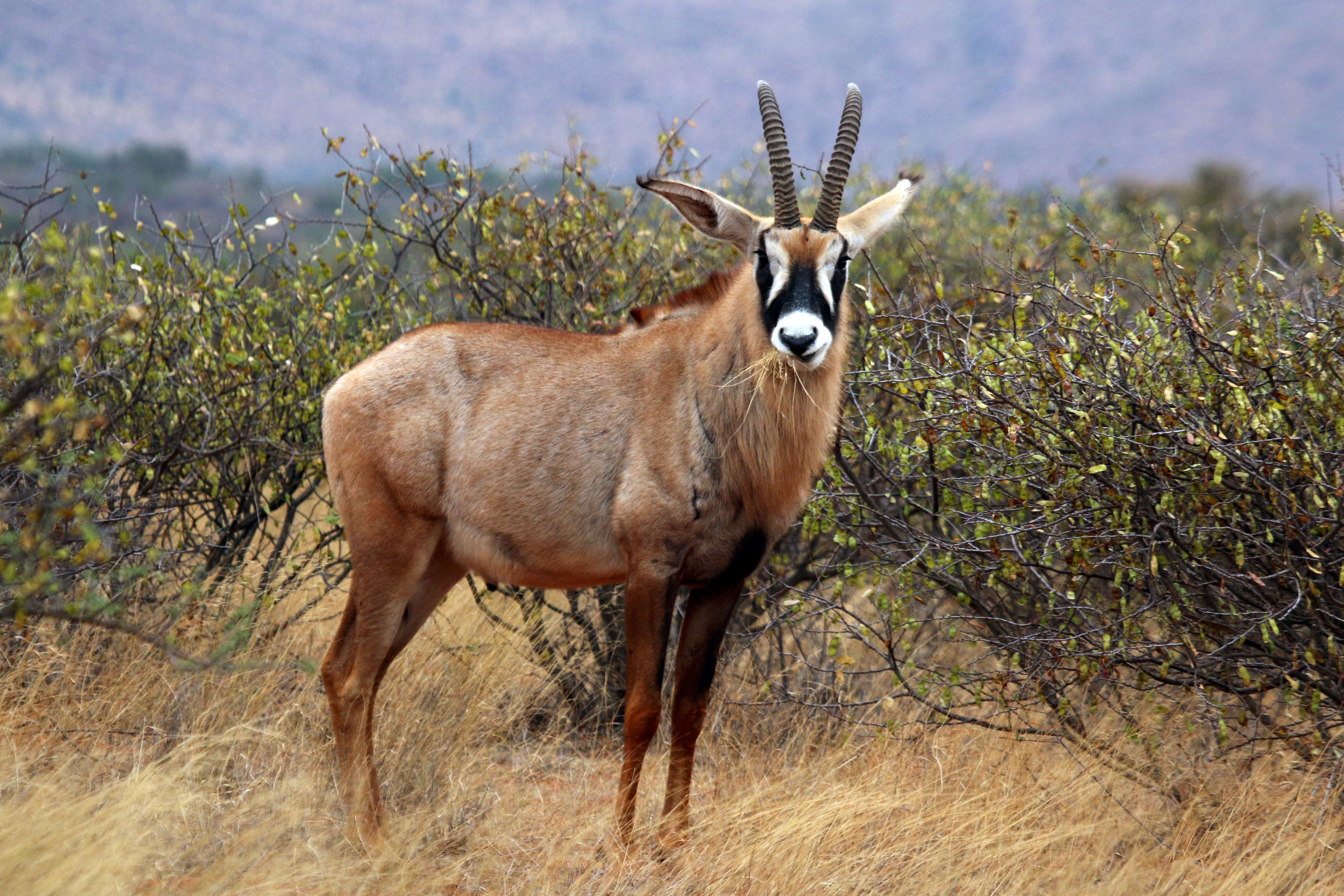 Roan antelope - Wikipedia
