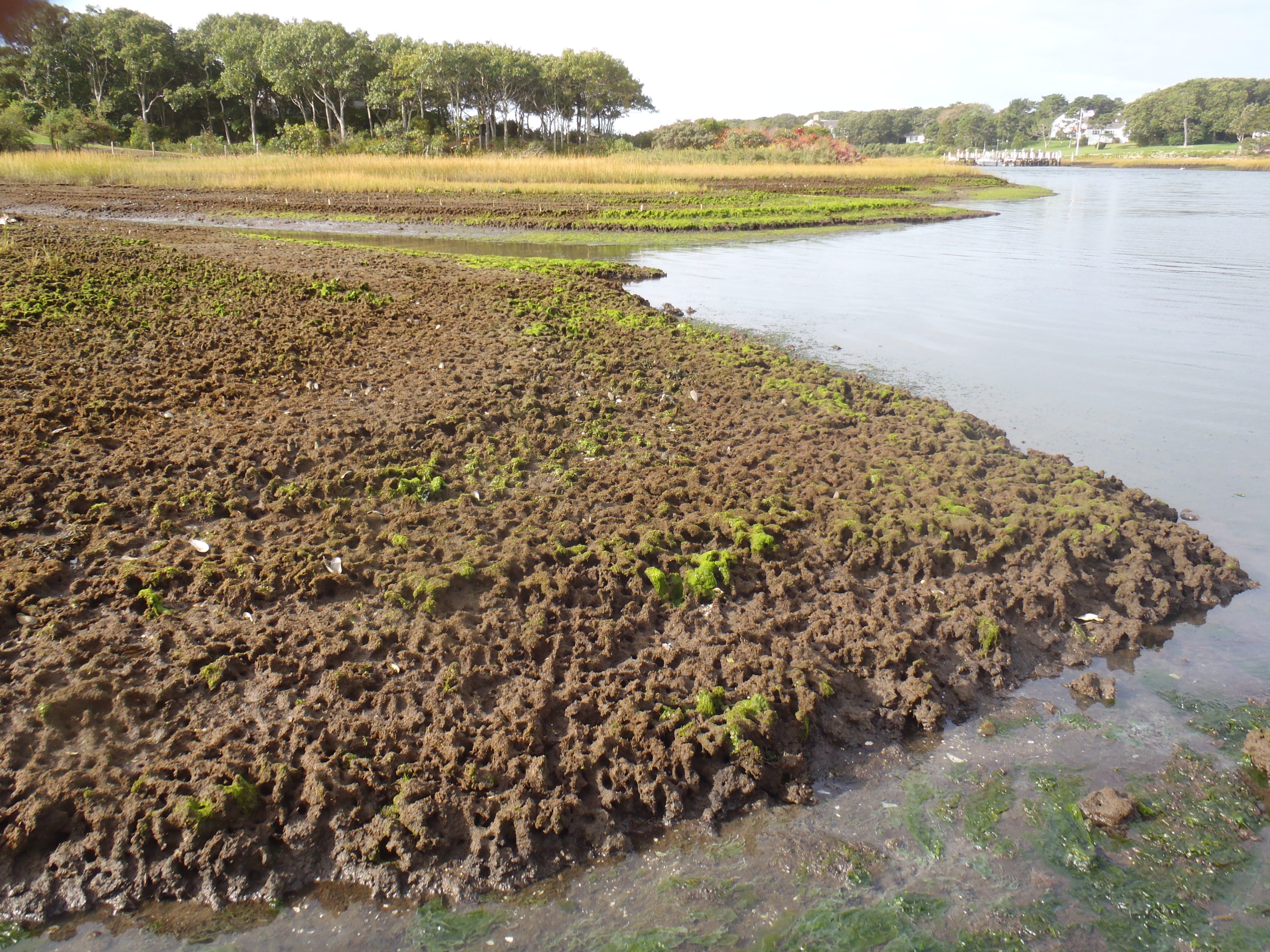 saltwater marshes