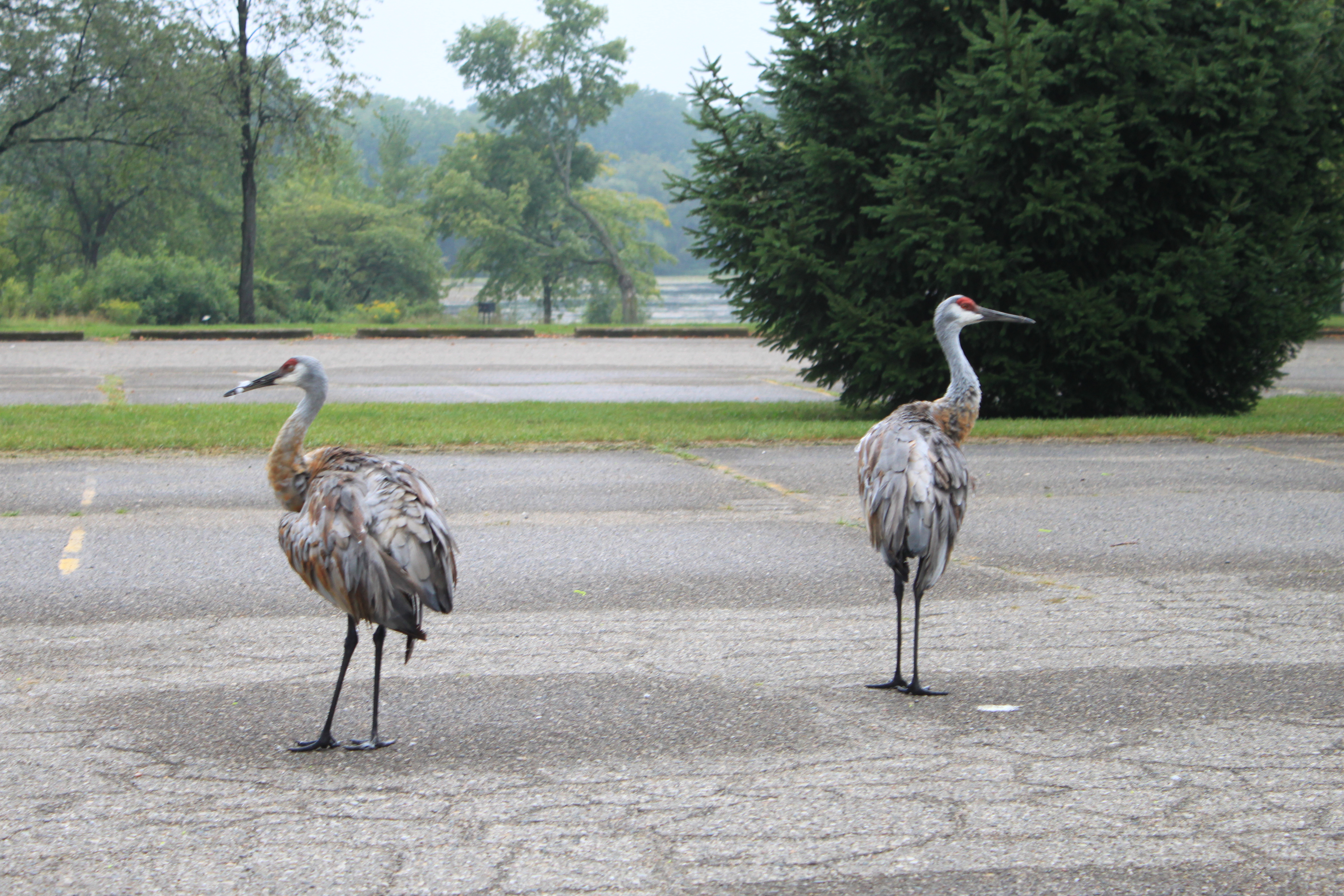 michigan sand hill cranes