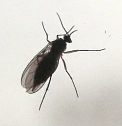 File:Sciara.sp.1.jpg