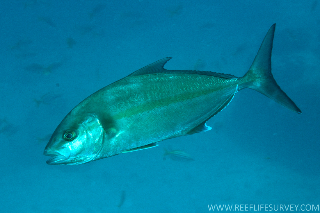 Amberjack 中文