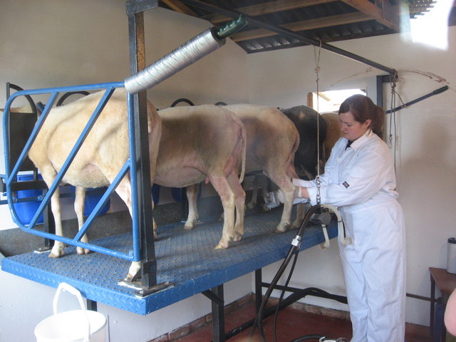 File:Sheep milking at Great Bircham Windmill.jpg