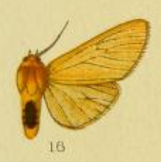 <i>Spilosoma pales</i> Species of moth