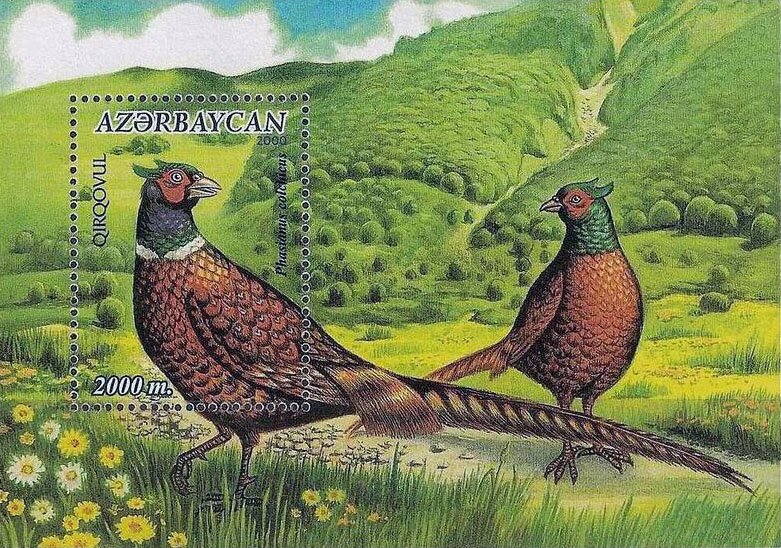 Pheasant Bird Facts  Phasianus Colchicus - A-Z Animals