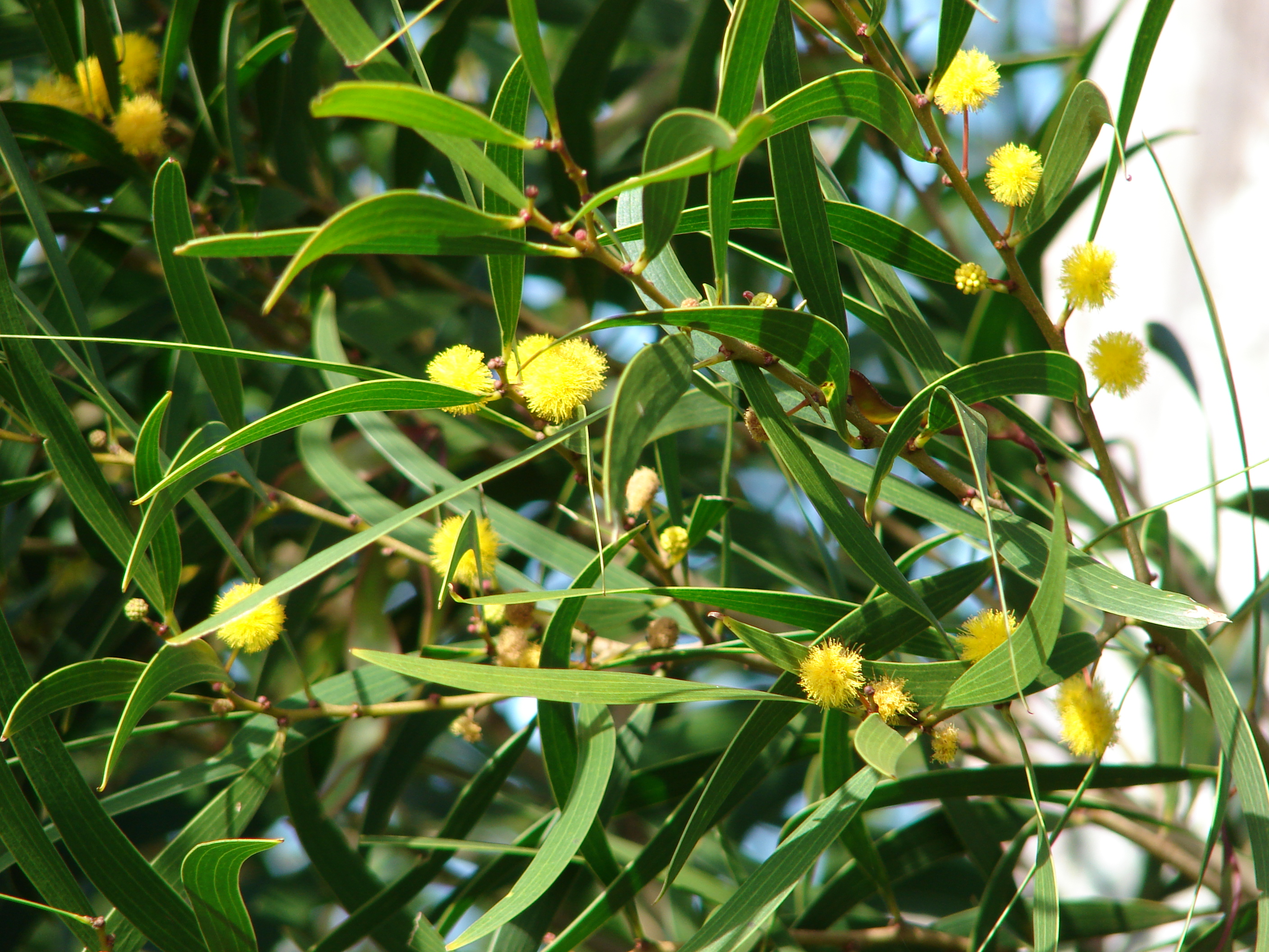 File:Starr 061224-2902 Acacia confusa.jpg - Wikimedia Commons