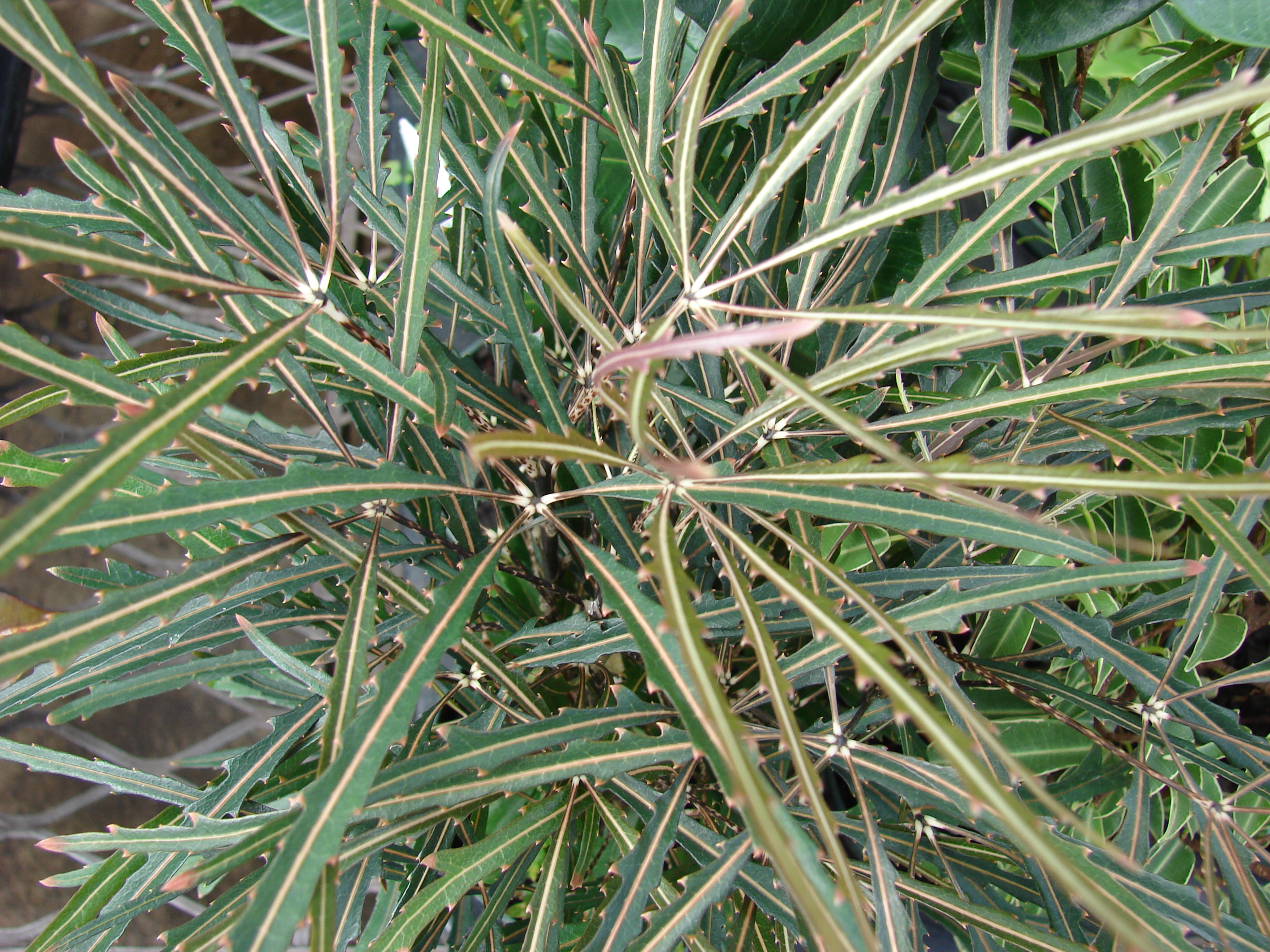 Шеффлера изящнейшая (Schefflera elegantissima) в оранжерее