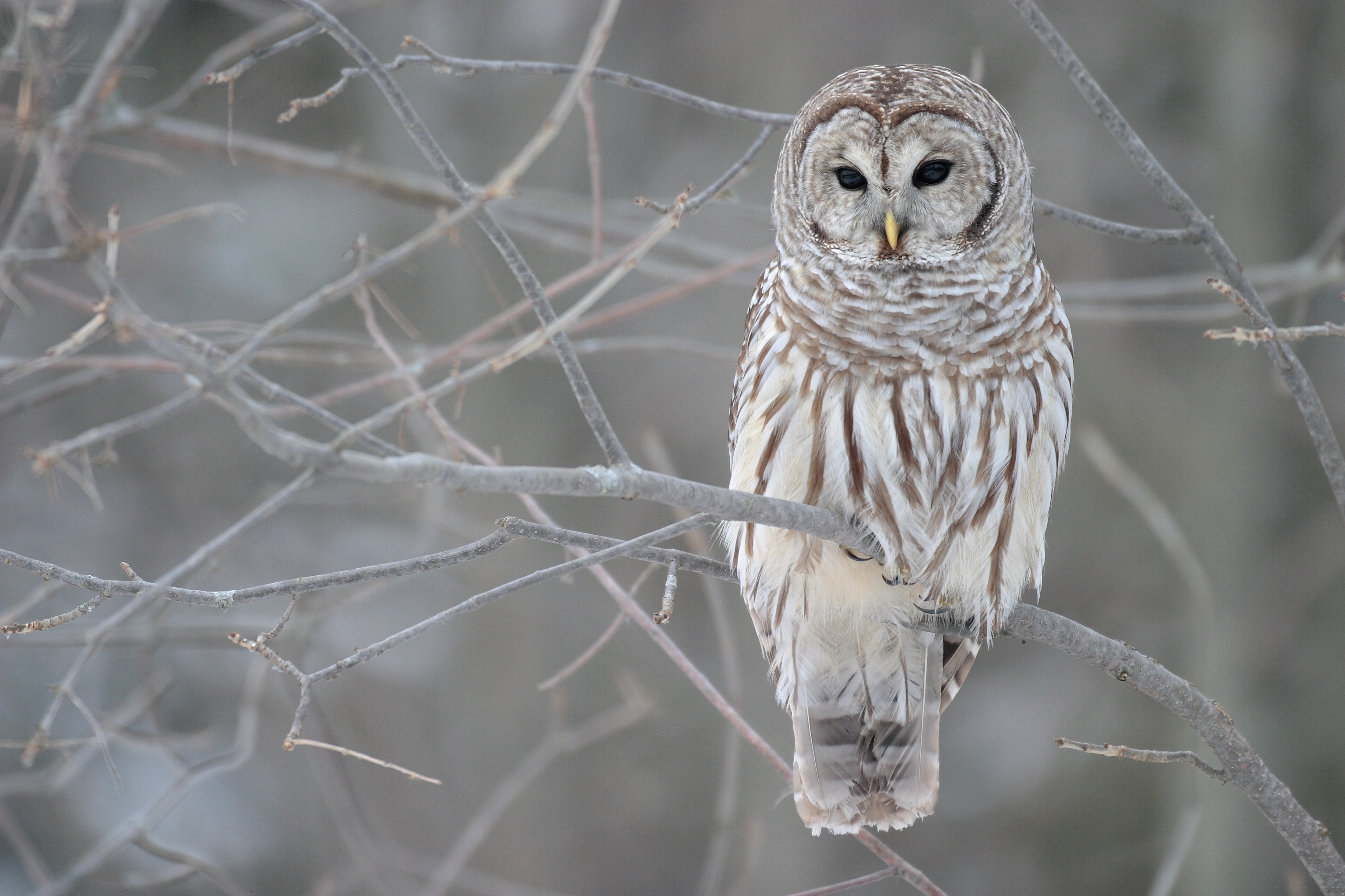 great gray owls habitat map