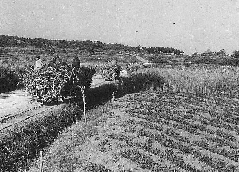 File:Sugar cane tram in Miyako Island.JPG