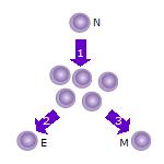 On-Off-On model:
After the naive T cell (N) encounters an antigen it becomes activated and begins to proliferate (divide) into many clones or daughter cells.
Some of the T cell clones will differentiate into effector T cells (E) that will perform the function of that cell (e.g. produce cytokines in the case of helper T cells or invoke cell killing in the case of cytotoxic T cells).
Some of the cells will form memory T cells (M) that will survive in an inactive state in the host for a long period of time until they re-encounter the same antigen and reactivate. T cell prolif.jpg