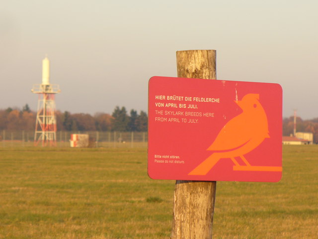 File:Tempelhof - Feldlerche (Skylarks) - geo.hlipp.de - 30455.jpg