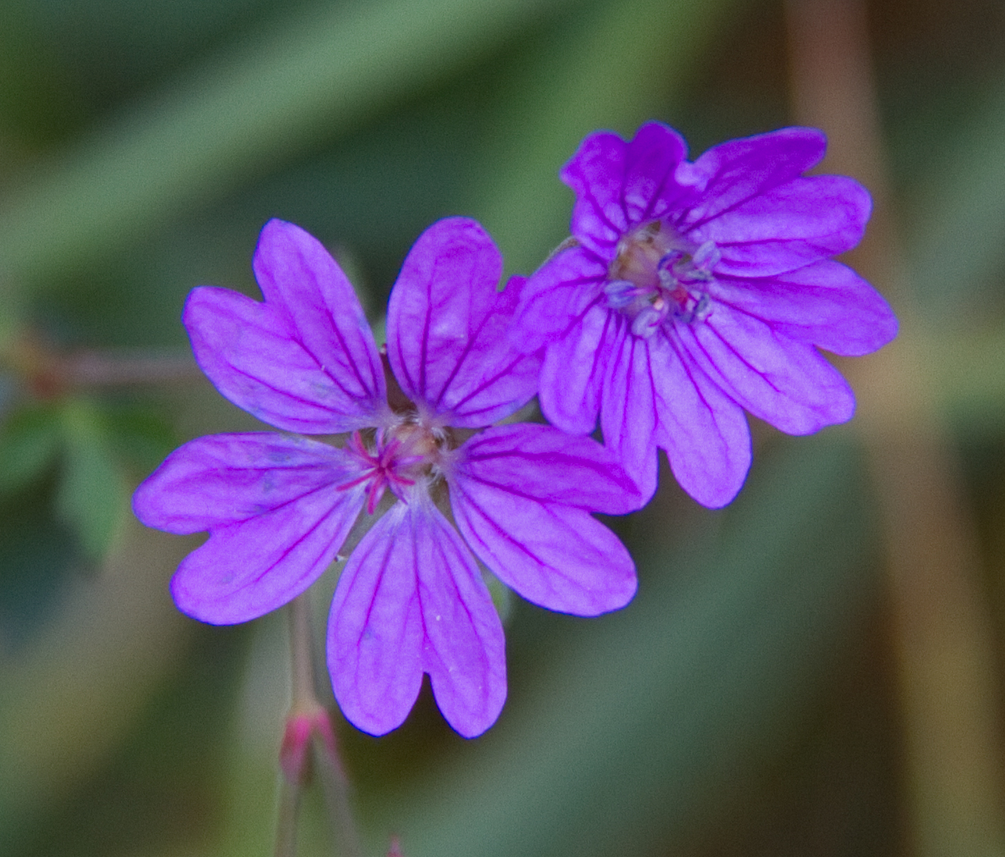 File:Tiny Purple Flowers (5781406345).jpg - Wikimedia Commons