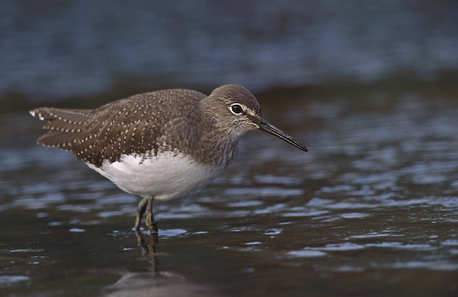 File:Tringa ochropus 1 (Marek Szczepanek).jpg