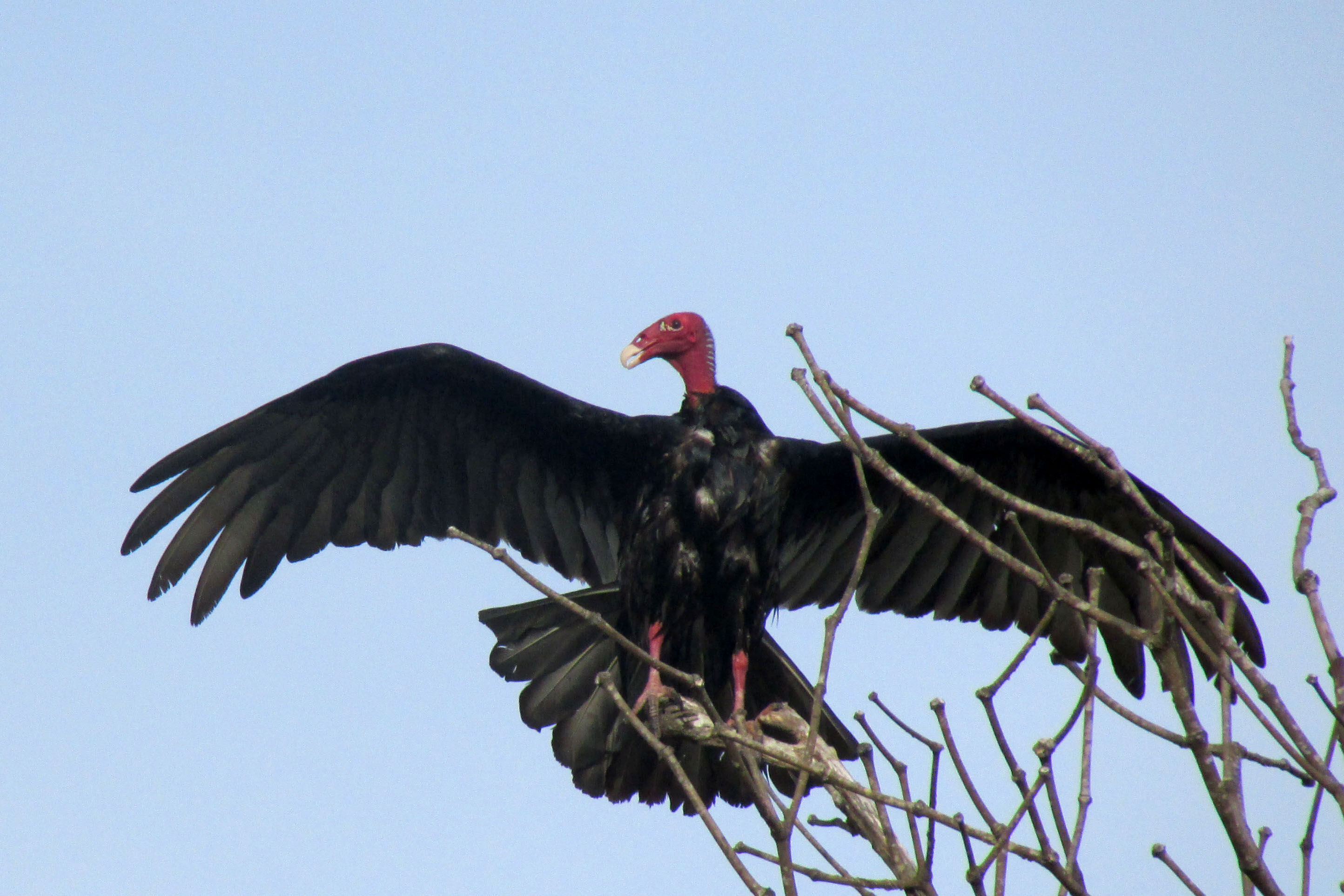 Turkey Vulture Facts – What Do Turkey Vultures Eat? Where Do Turkey Vultures Live?