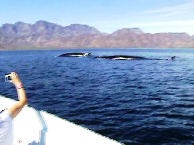 File:VER LAS BALLENAS AZUL - panoramio.jpg