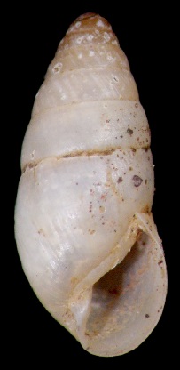 An empty shell of Vegrandinia trindadensis, type species of the genus Vegrandinia described by Brazilian malacologists Rodrigo B. Salvador, Luiz R. L. Simone and Carlo M. Cunha Vegrandinia trindadensis.jpg