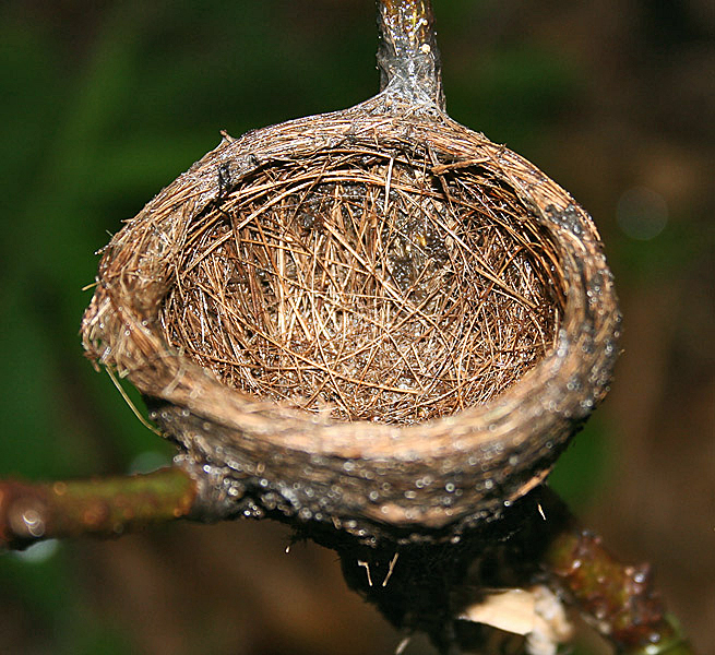 File:White-throated Fantail (Rhipidura albicollis) nest after use at Narendrapur I IMG 8378.jpg