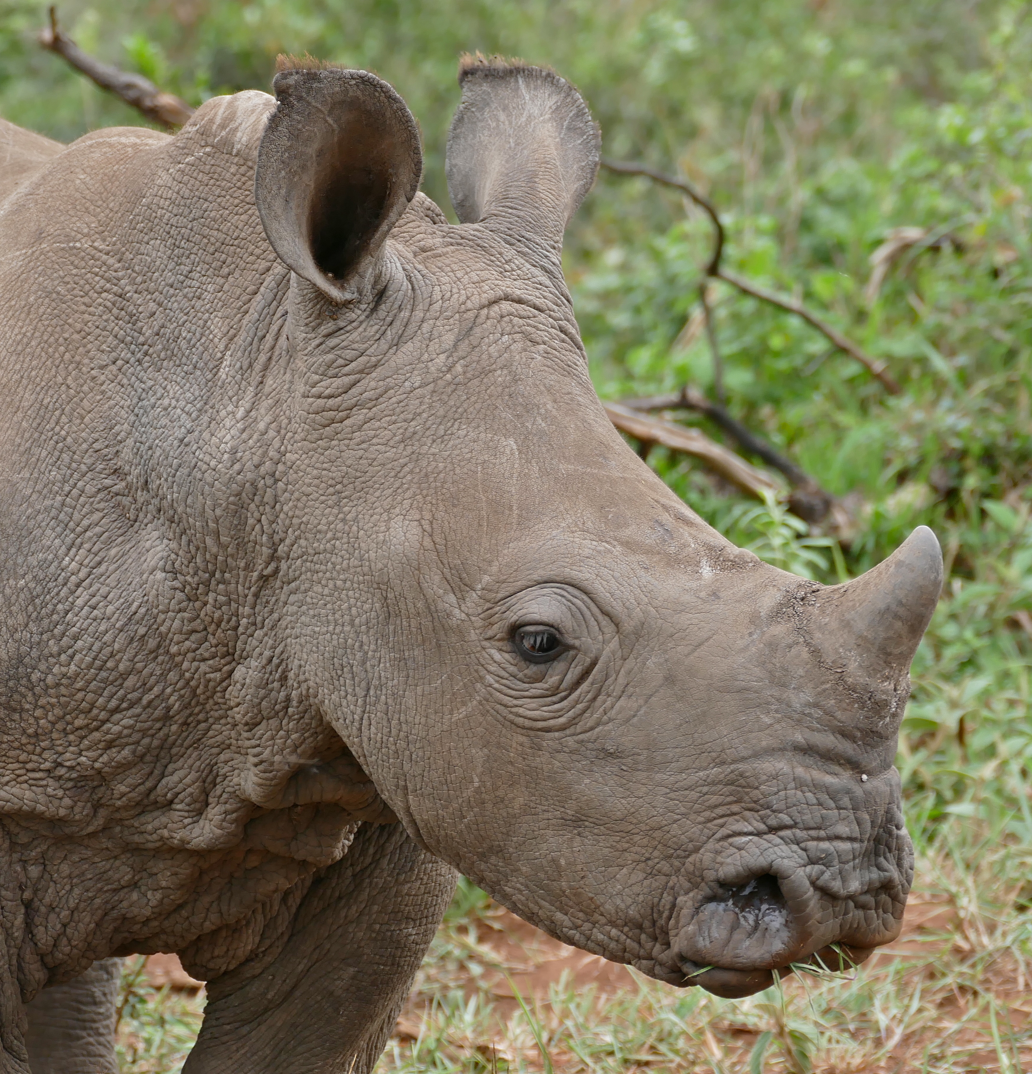 Как называют носорога. Ceratotherium simum. Яванский носорог. Яванский носорог (лат. Rhinoceros sondaicus). Diceros bicornis.