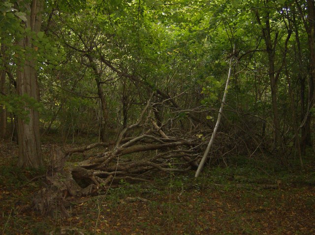 File:Woodland tangled branches at Checkendon, Oxfordshire.jpg