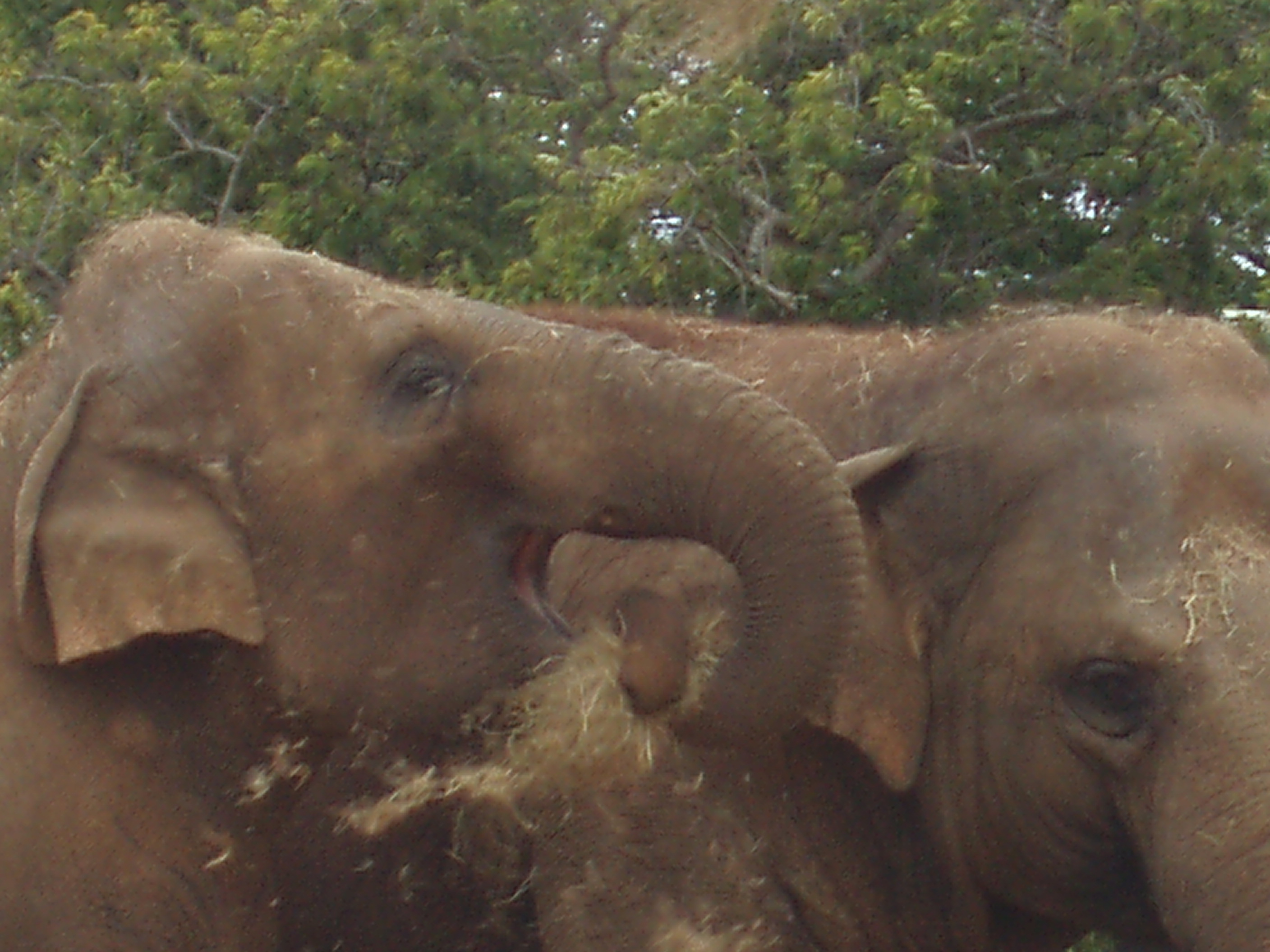 File:Yasmin and Bernahardine elephants Dublin Zoo 2007.JPG - Wikipedia