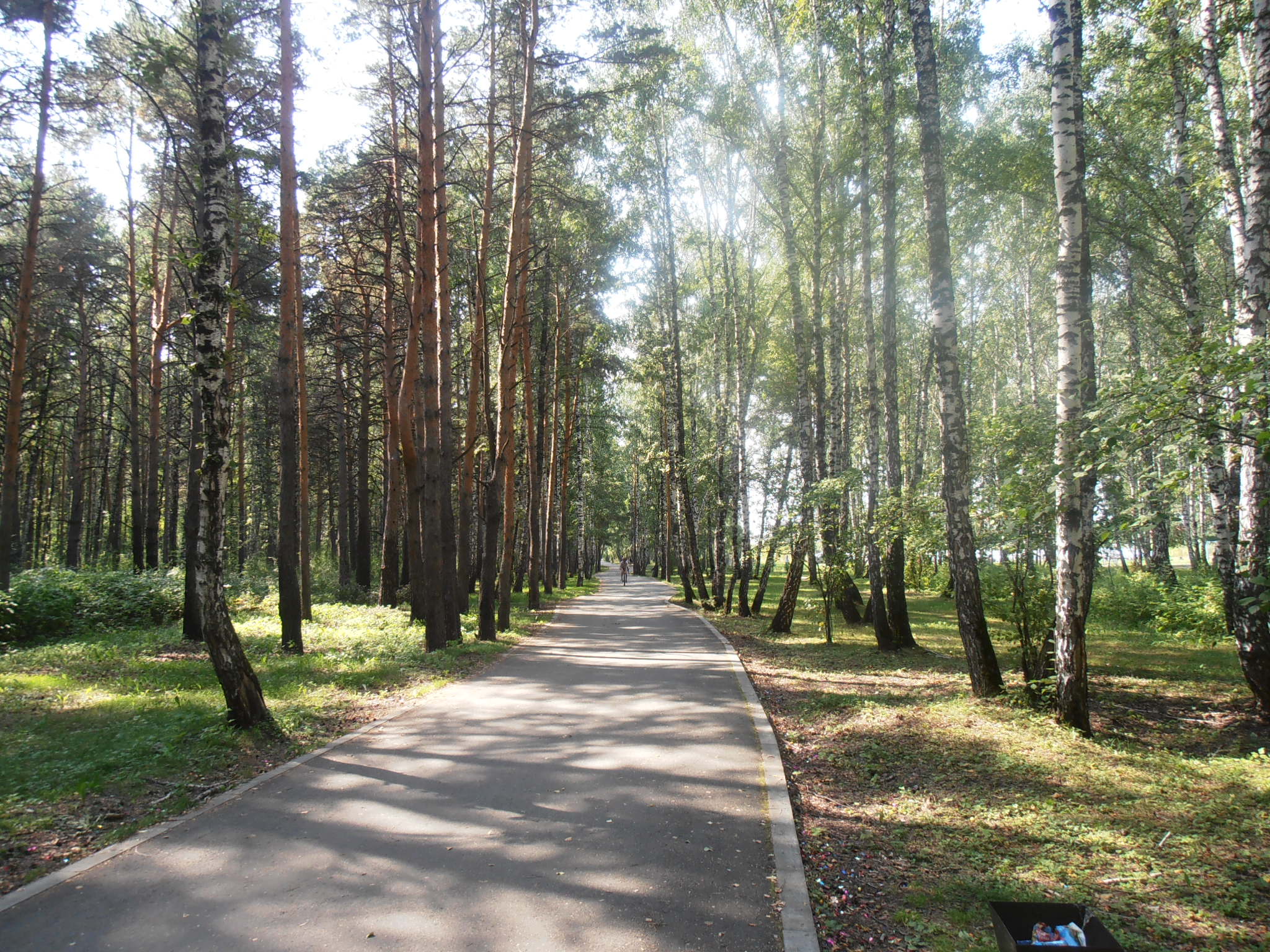 Гилевскую рощу. Гилёвская роща Тюмень. Гилевская роща город Тюмень. Лесопарк Тюмень. Гилёвская роща Тюмень 2016.