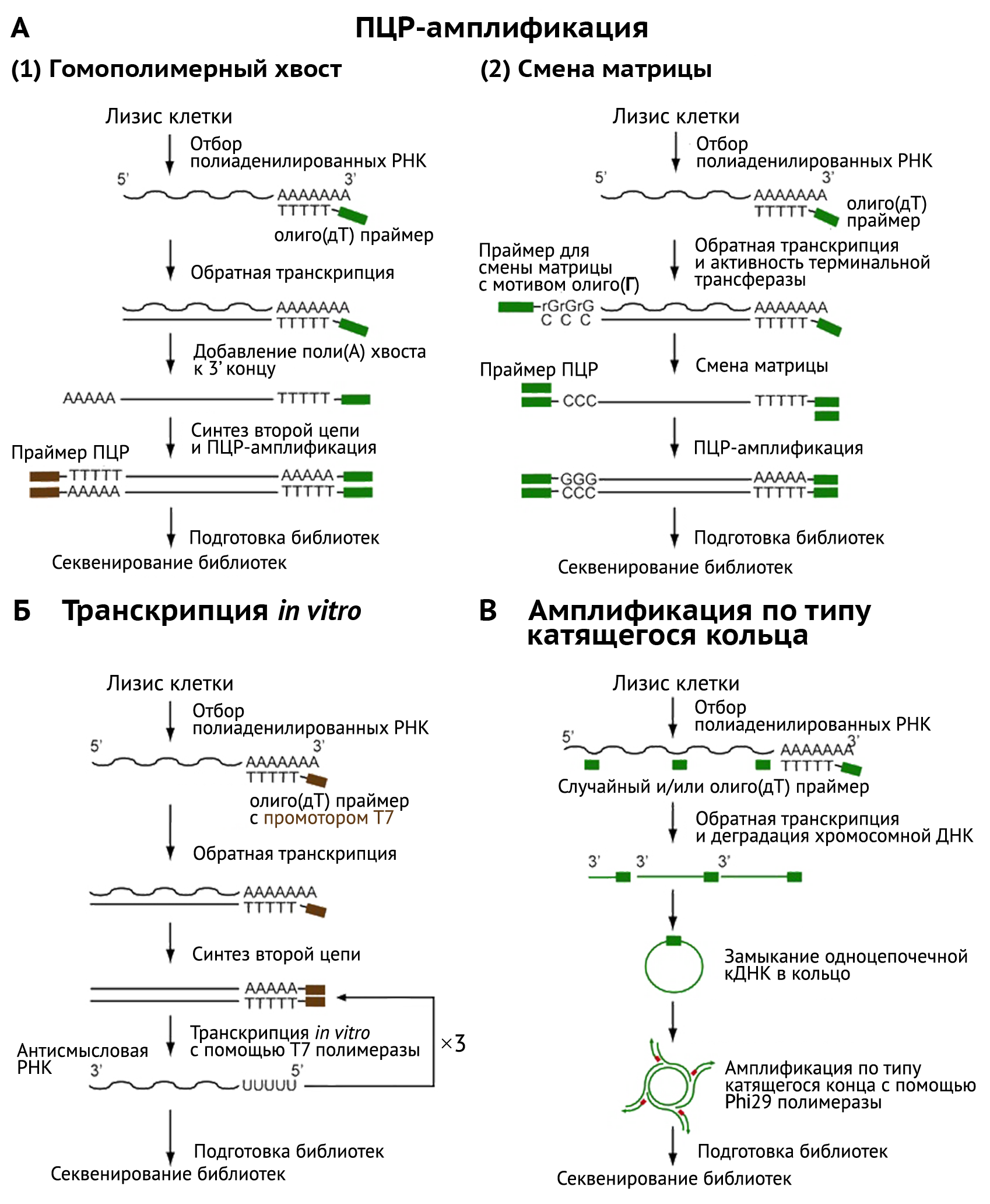 Секвенирование анализ. ПЦР амплификация схема. Схема амплификации фрагмента ДНК при ПЦР. ПЦР РНК схема. ПЦР С обратной транскрипцией схема.