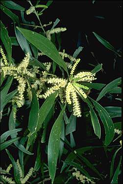 Fresh Organic Seed Native Shaman Medicinal Acacia maidenii Maidens Wattle 