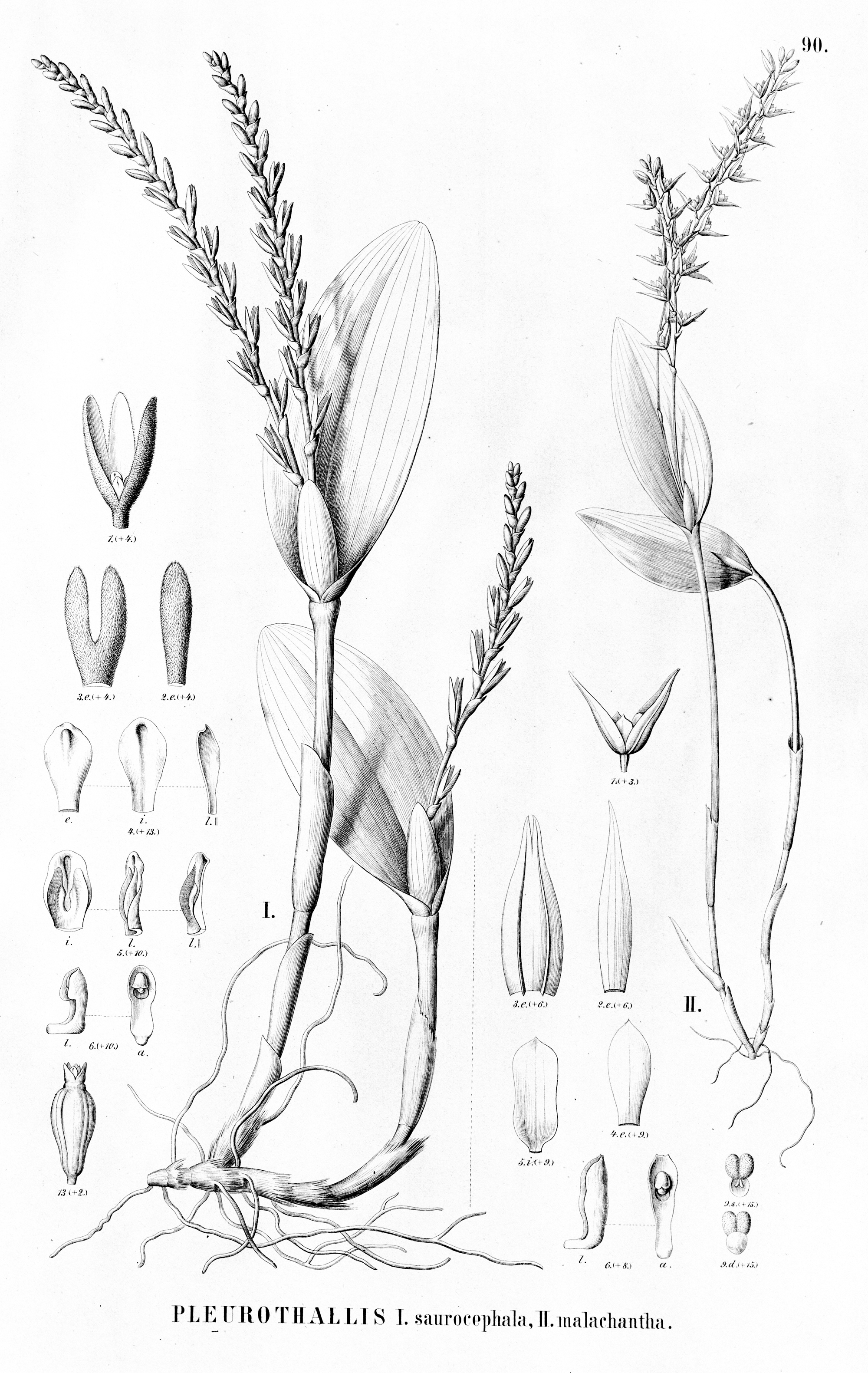 Acianthera malachantha – Wikipédia, a enciclopédia livre